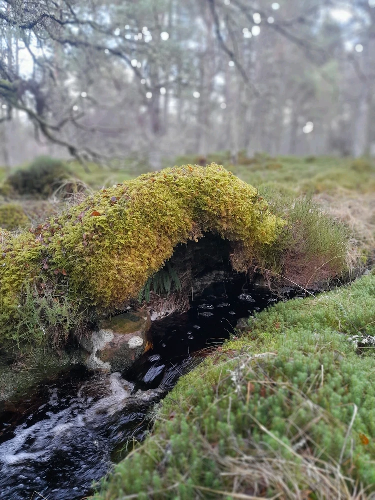 Gambar diunggah dening Ryan