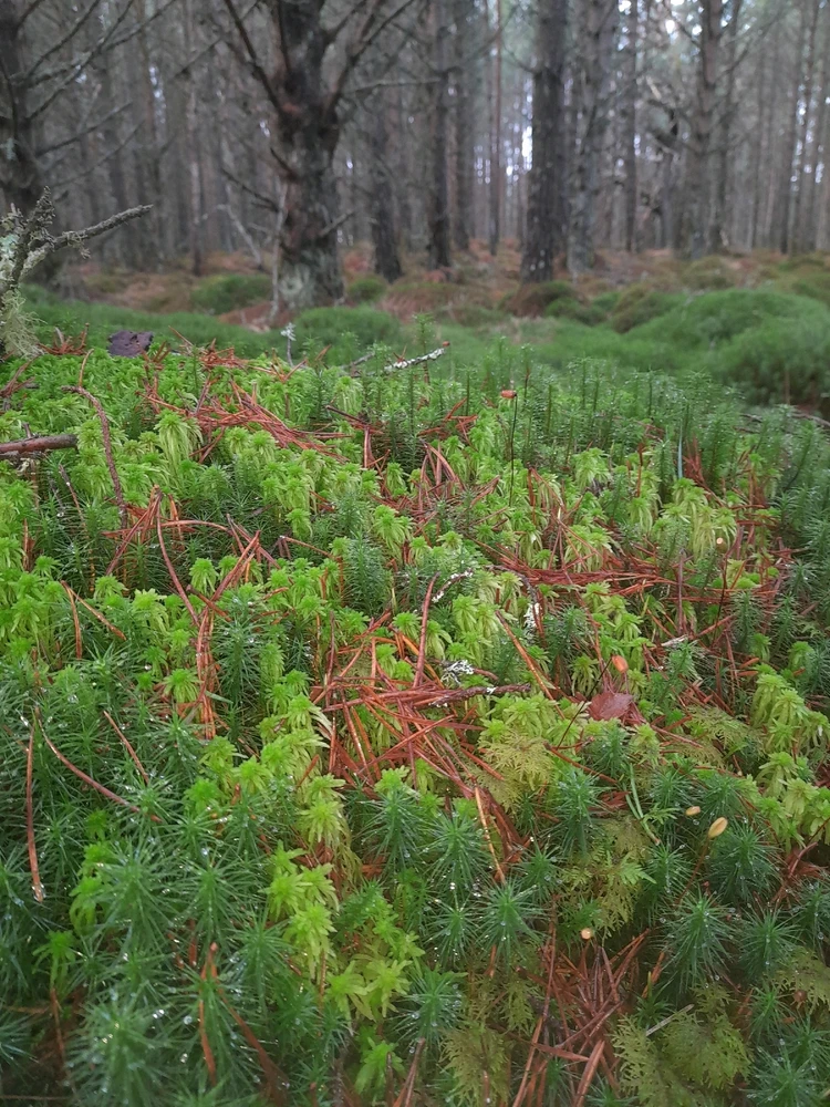 Gambar diunggah dening Ryan