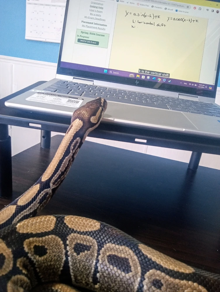 My ball python helping me with studying