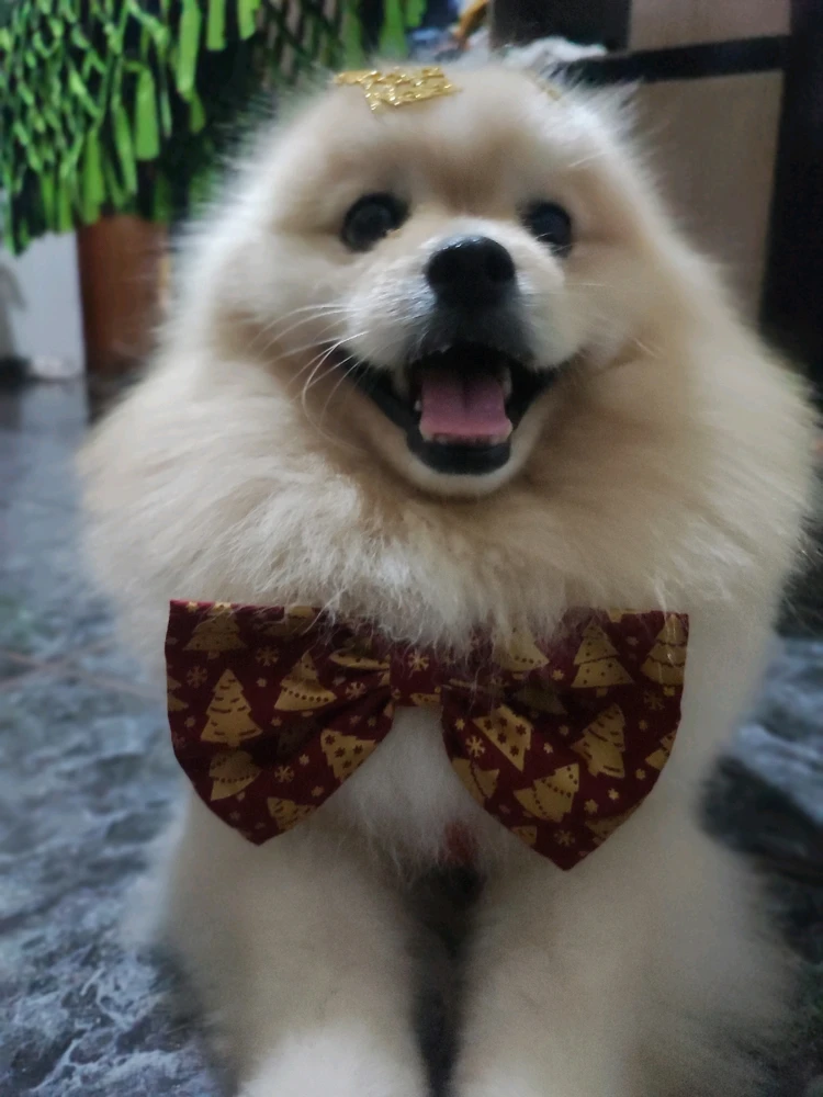 GIF enviado por Cibelle