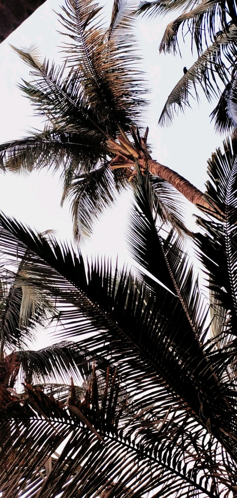 Gambar diunggah dening Dipak