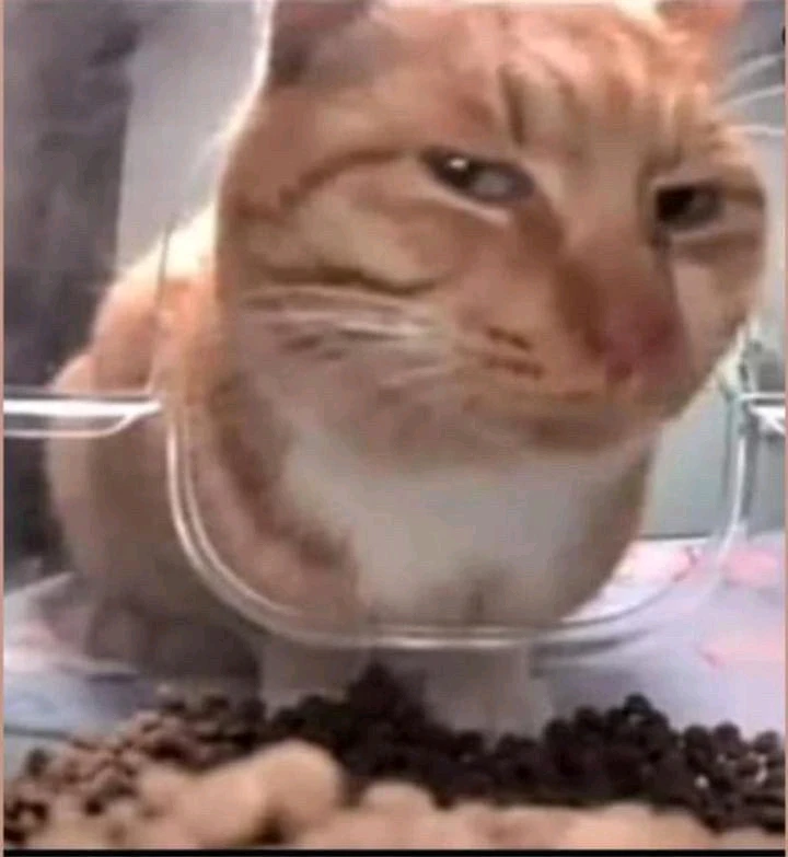 GIF uploaded by Rome