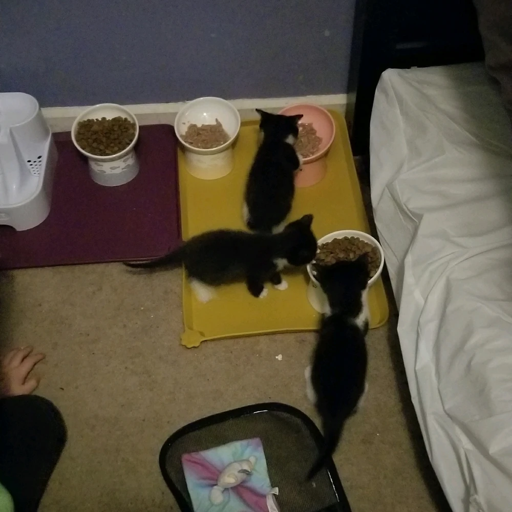 GIF uploaded by Crow