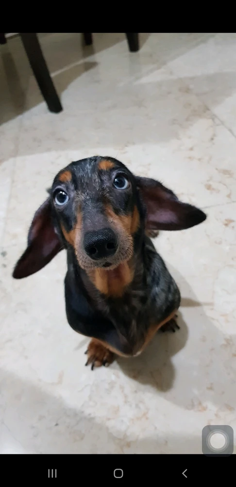 mini dachshunds and their flappy ears 🤣
