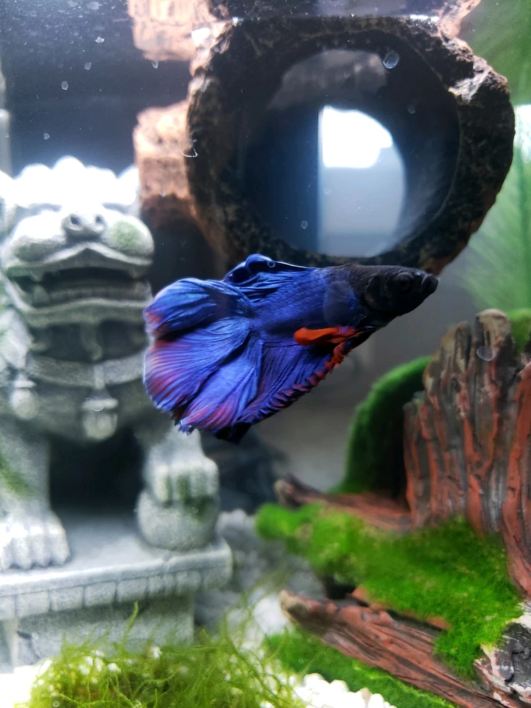 Image uploaded by Daisy