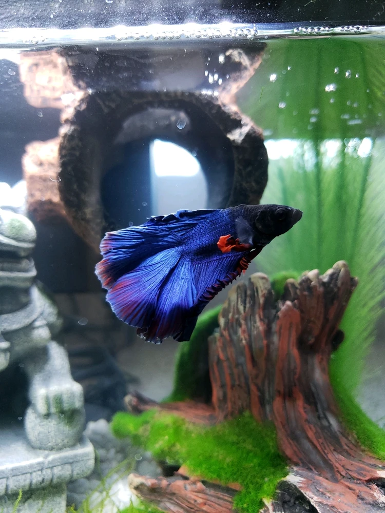 Image uploaded by Daisy