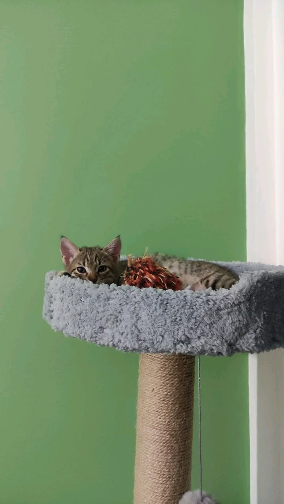 GIF آپلود شده توسط سپیده