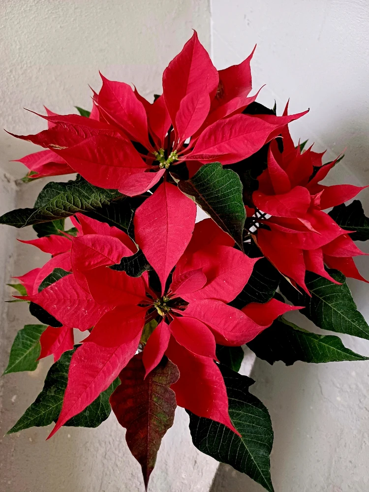 Imagen subida por Edgar