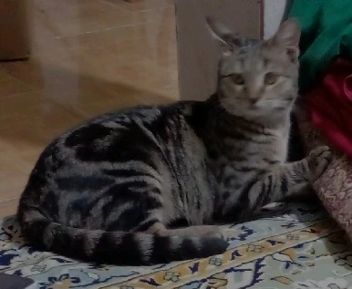 GIF آپلود شده توسط علی