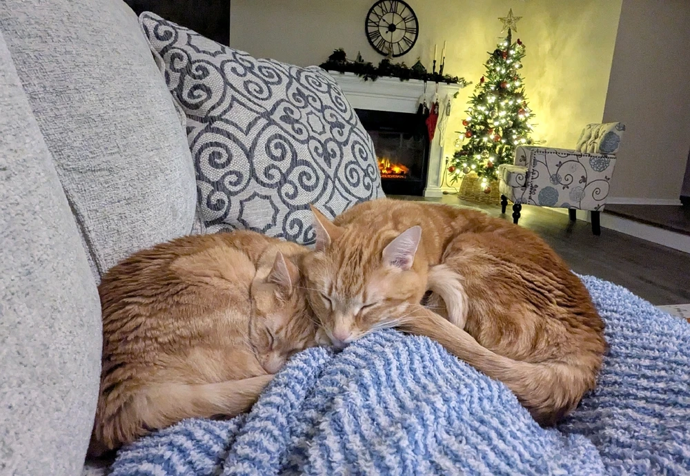 GIF uploaded by Melissa