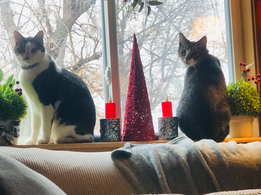 GIF uploaded by 🦋Angie🦋