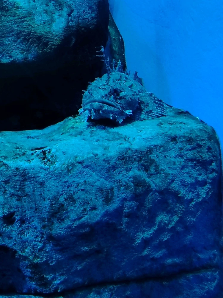 Family trip to the oceanarium