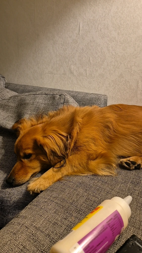 GIF uppladdad av Alicia
