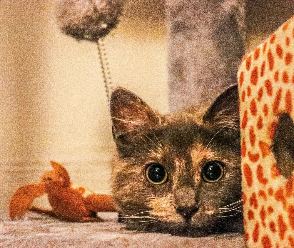 GIF subido por Rorick