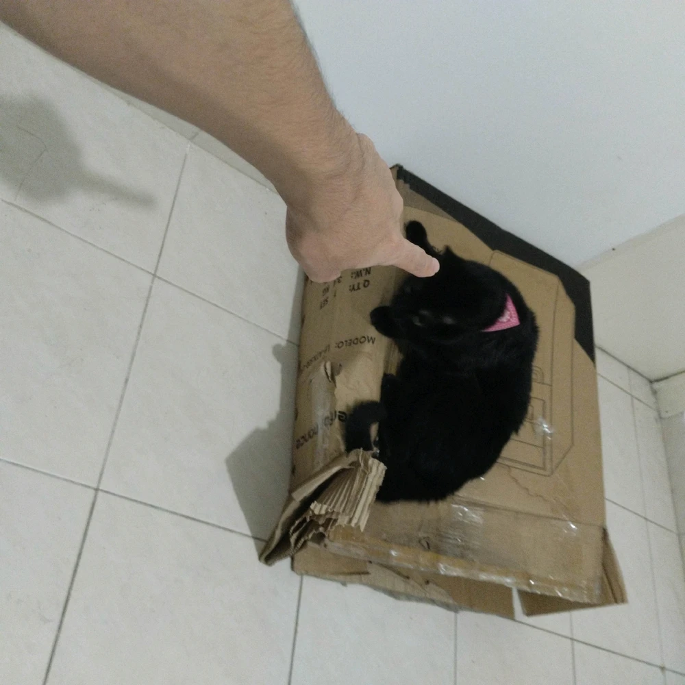 GIF subido por David