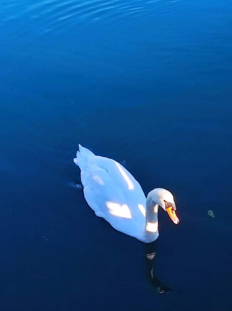 GIF diunggah dening Muhammed