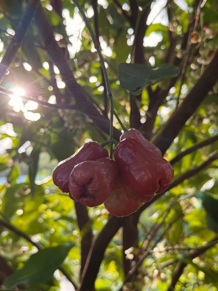 由Ruby上传的图片