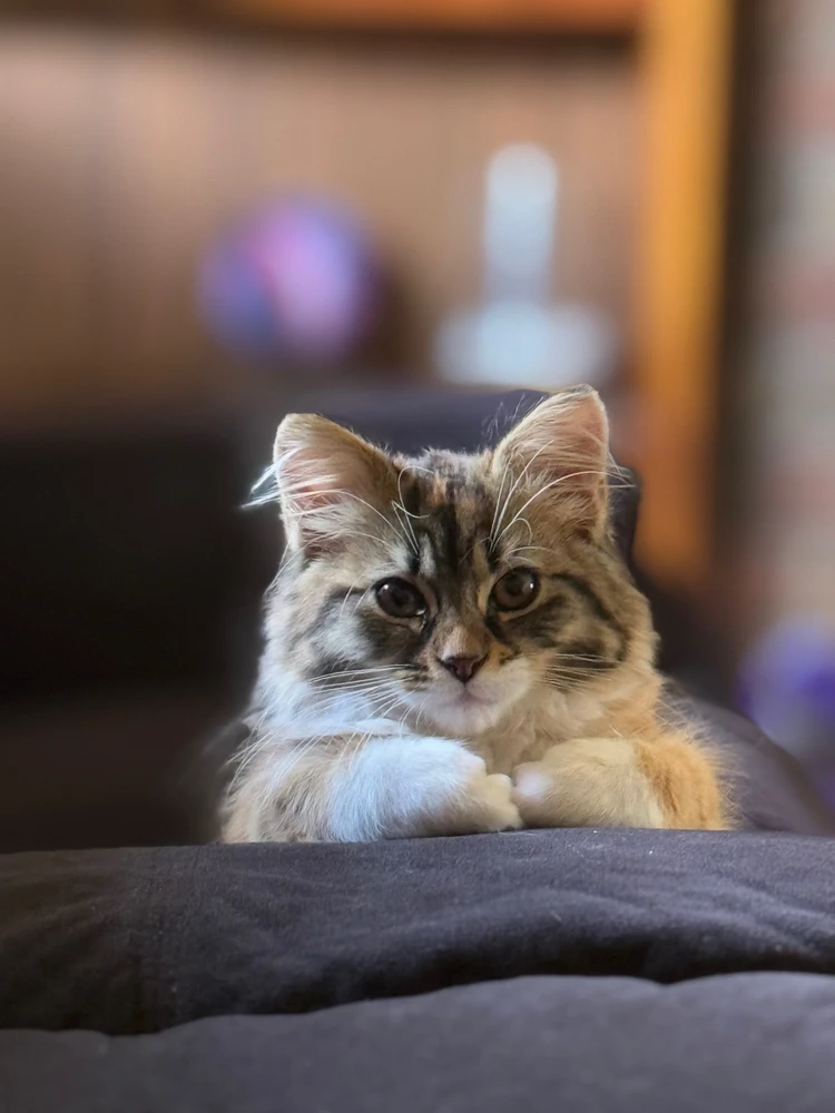 GIF uploaded by Shan