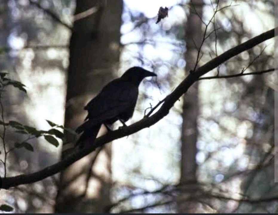 Image uploaded by Miss L