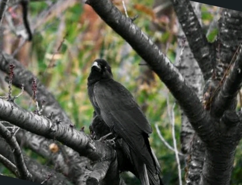 Image uploaded by Miss L