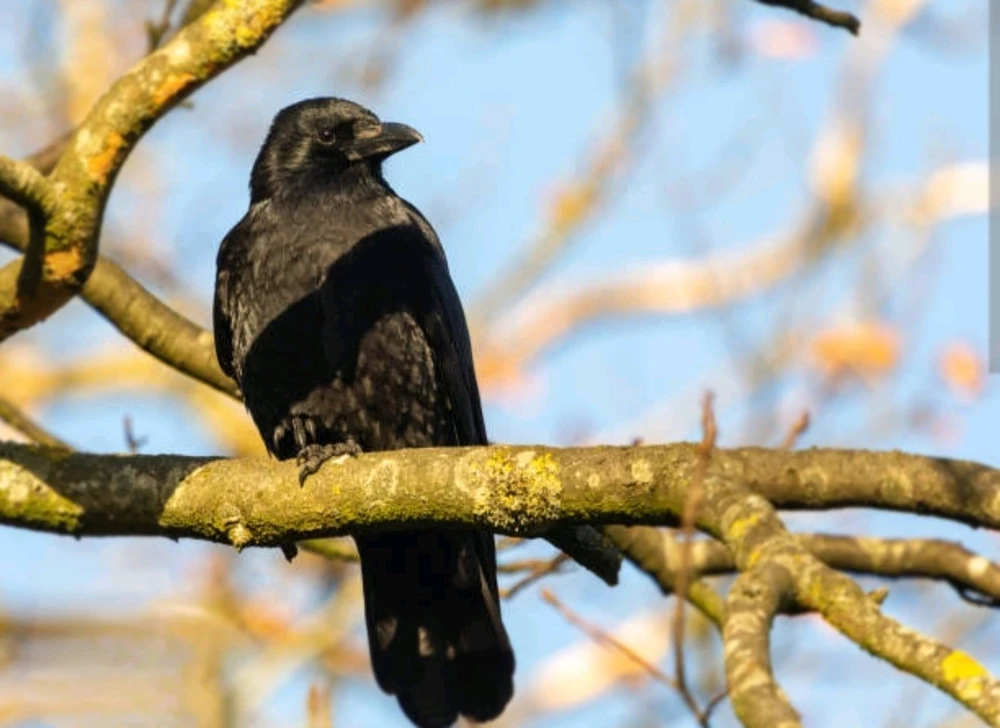 Image uploaded by Miss L