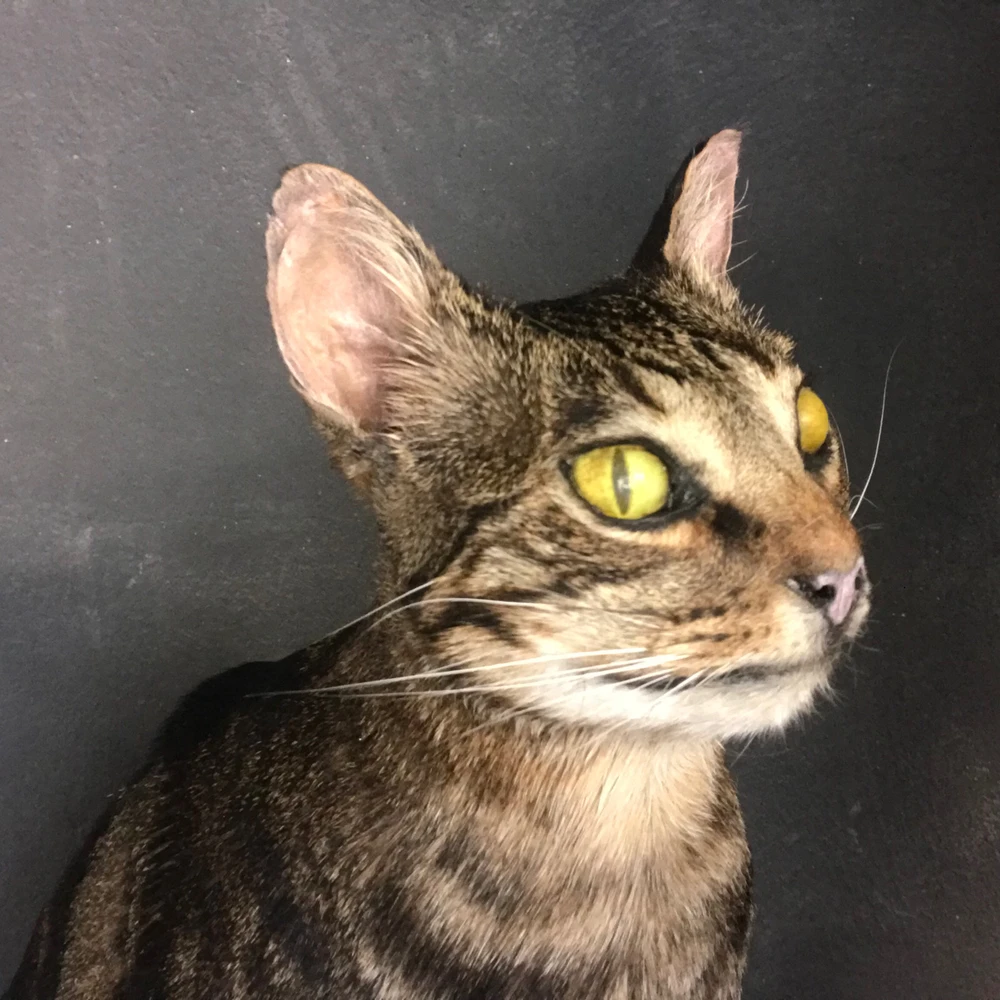 Imagem enviada por Israel Joca