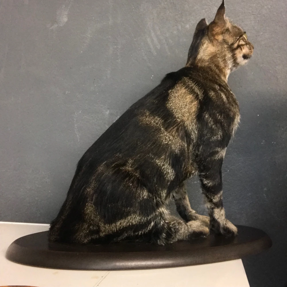 Imagem enviada por Israel Joca