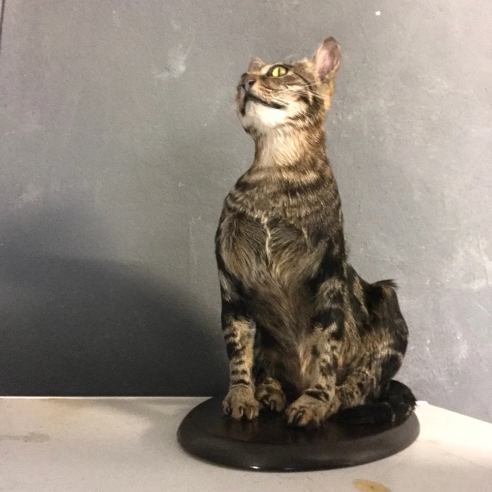 Imagem enviada por Israel Joca