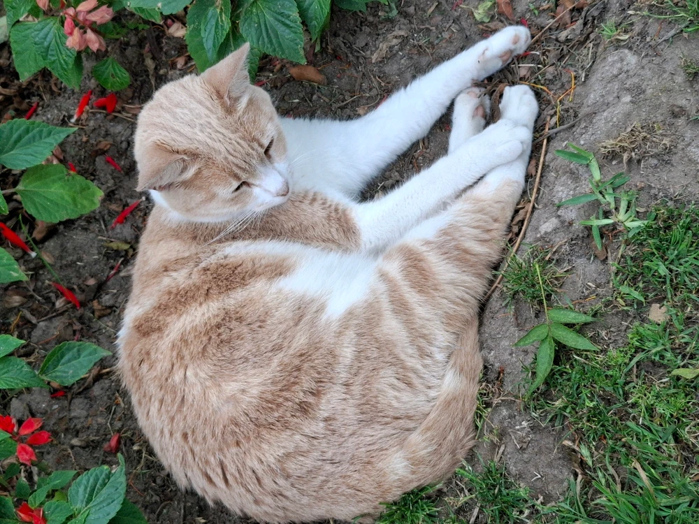 GIF uploaded by Sofí