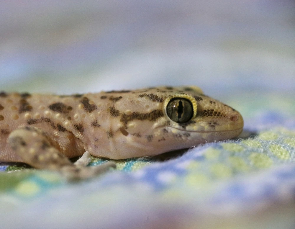 GIF caricata da Michelangelo