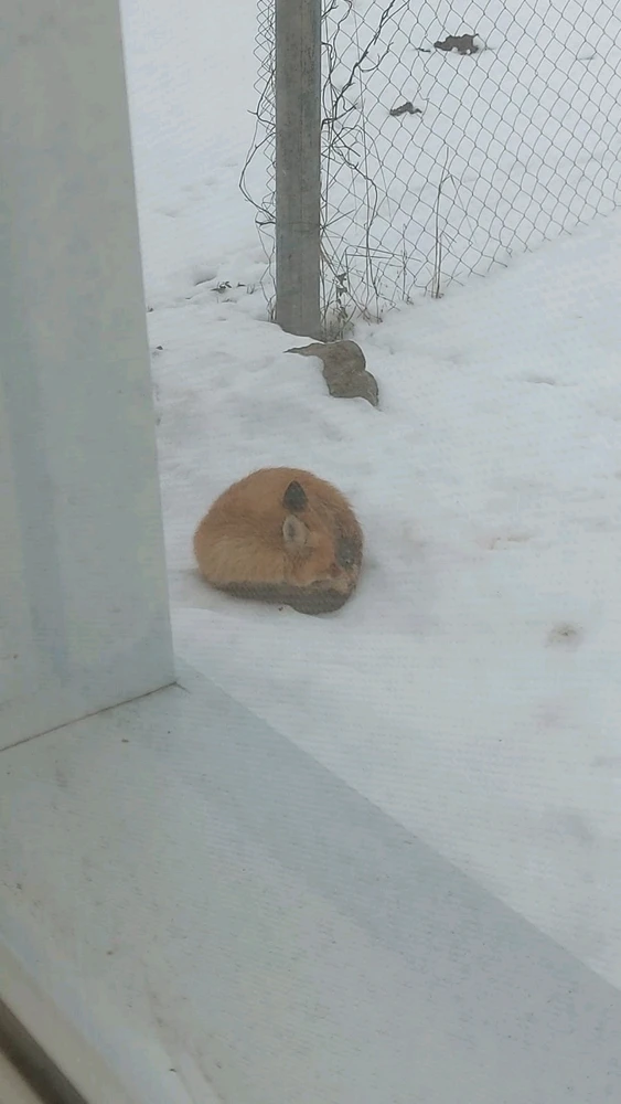 Фото загрузил 🅢🅔🅡🅖