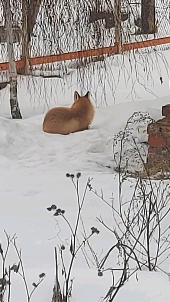 Фото загрузил 🅢🅔🅡🅖