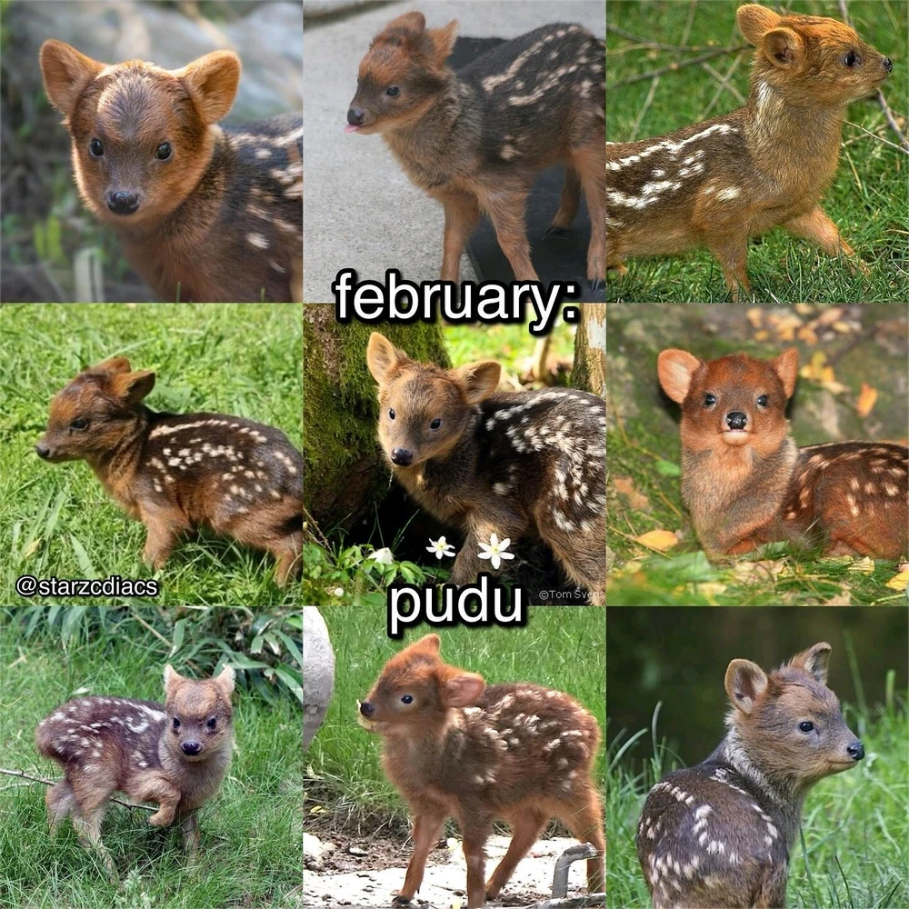 Image uploaded by SuSu