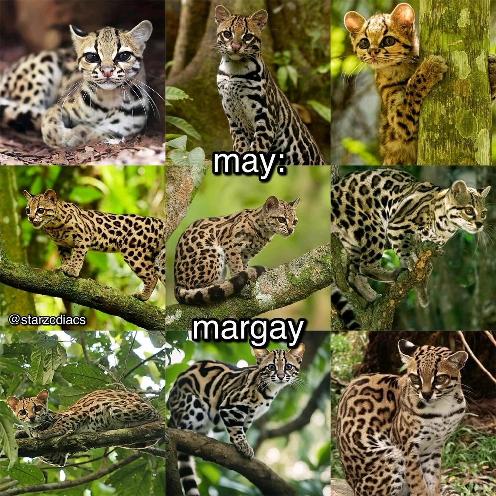 Image uploaded by SuSu