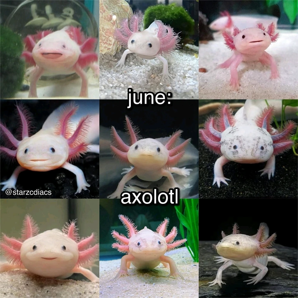 Image uploaded by SuSu