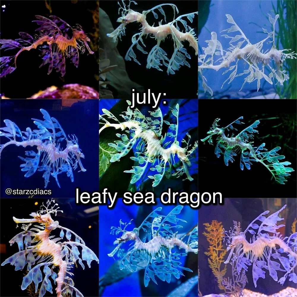 Image uploaded by SuSu