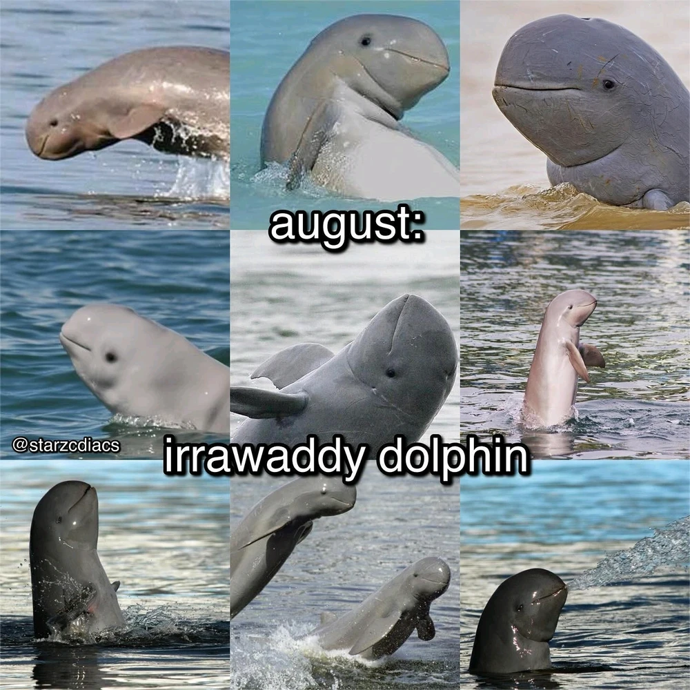 Image uploaded by SuSu