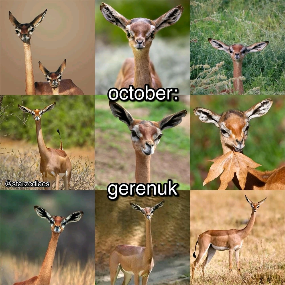 Image uploaded by SuSu