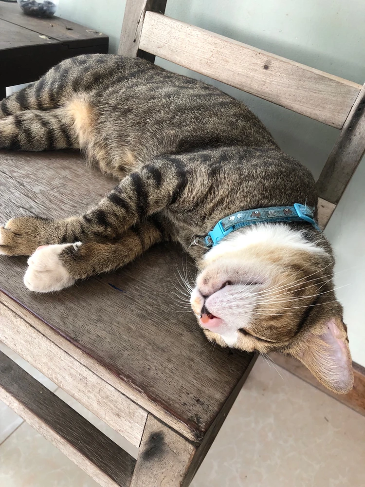 R.I.P Mogwai 😭☹️ my handsome boy