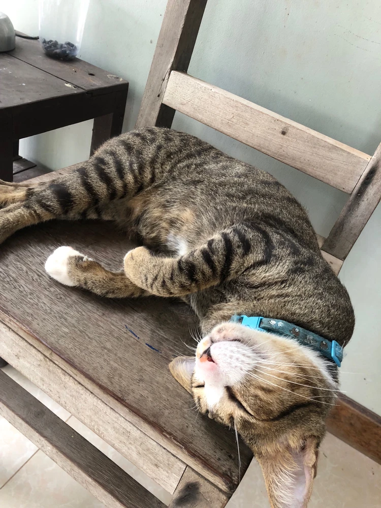 R.I.P Mogwai 😭☹️ my handsome boy