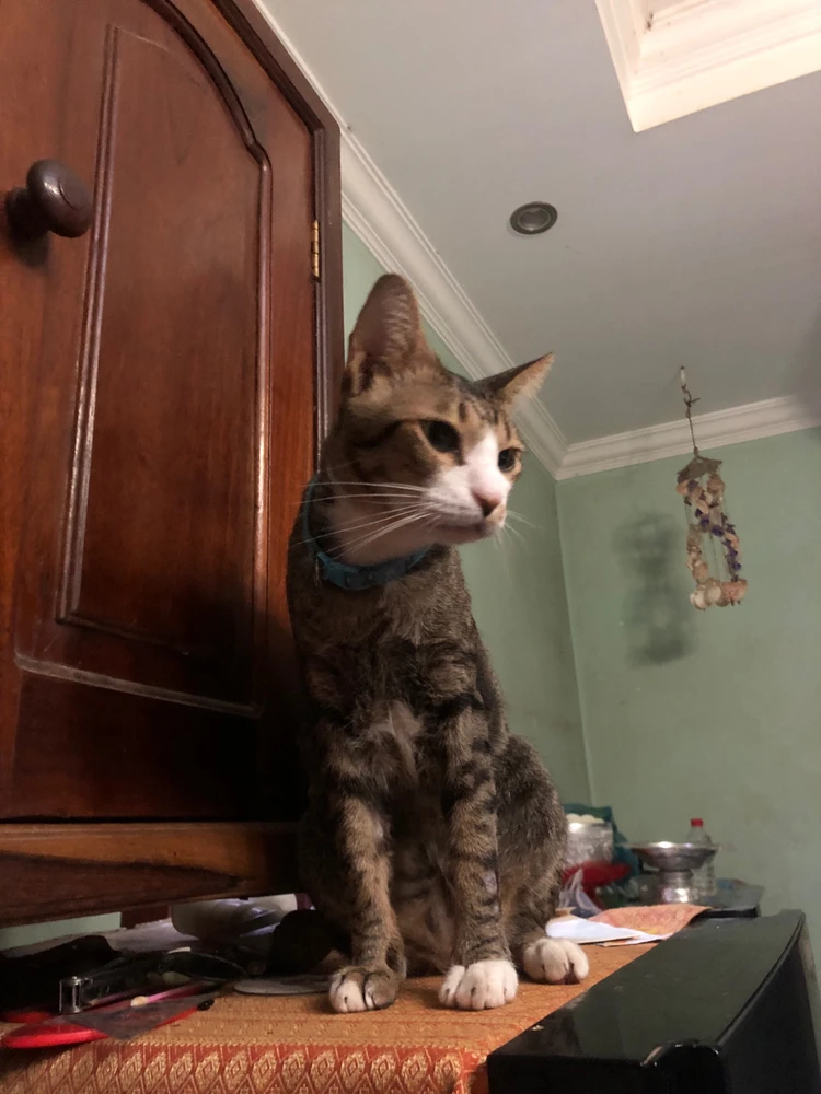 R.I.P Mogwai 😭☹️ my handsome boy