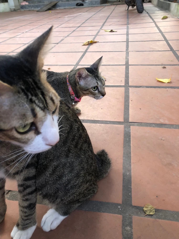 R.I.P Mogwai 😭☹️ my handsome boy