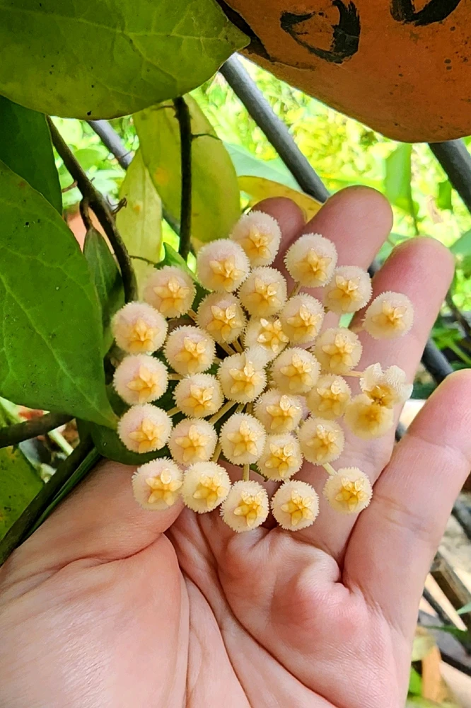 Image uploaded by ๐ฐ๐๐๐๐๐๐