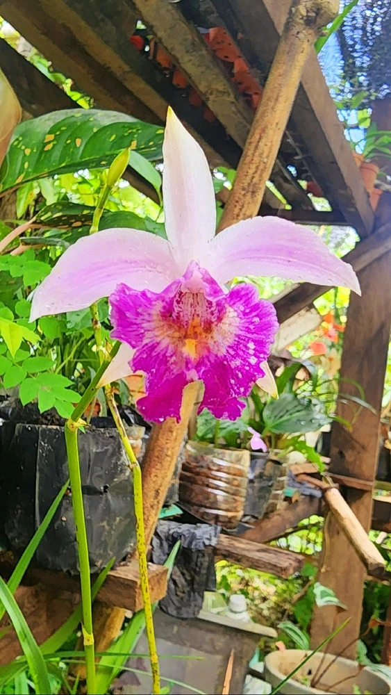 Image uploaded by ๐ฐ๐๐๐๐๐๐