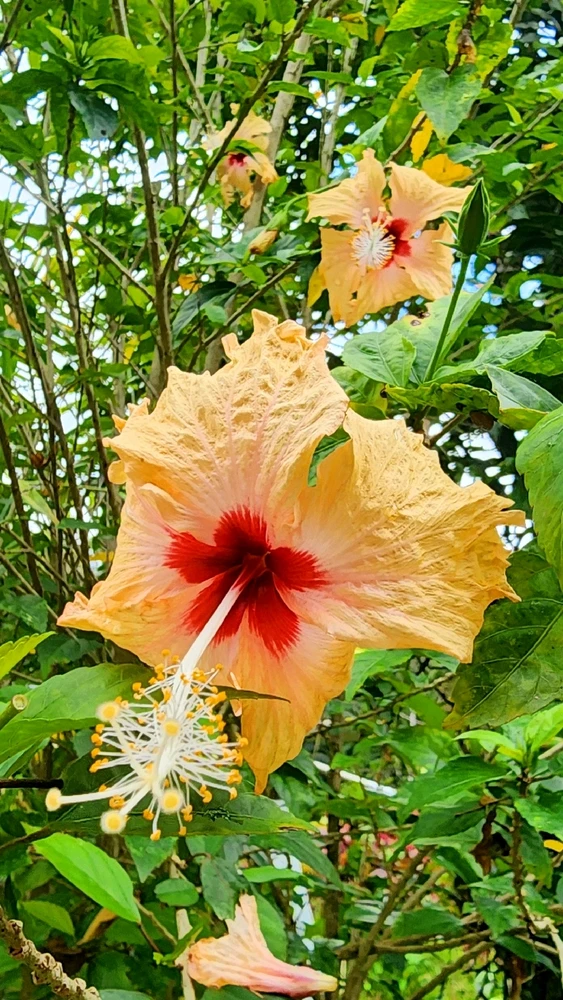 Image uploaded by ๐ฐ๐๐๐๐๐๐