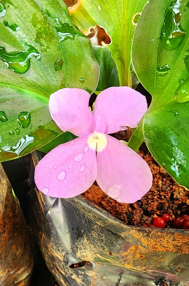 Image uploaded by ๐ฐ๐๐๐๐๐๐