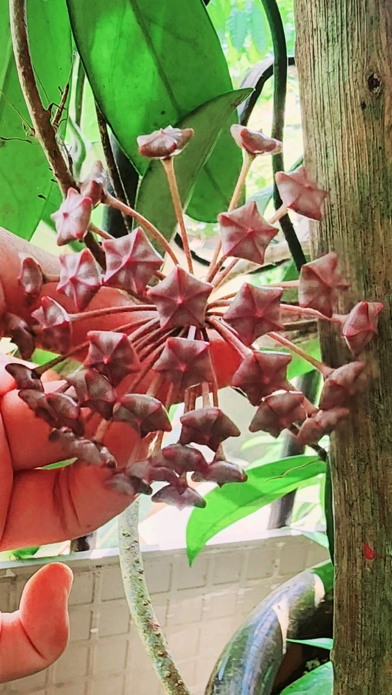 Image uploaded by ๐ฐ๐๐๐๐๐๐