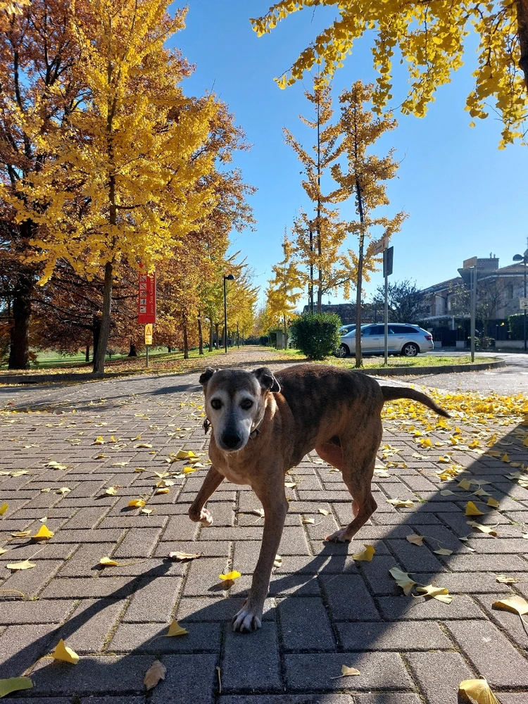 Immagine caricata da Daniele