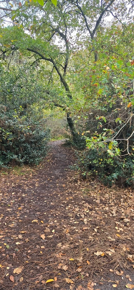 My Adventure into Bordeaux and the surrounding countryside of Sauveterre-de-Guyenne 🇨🇵