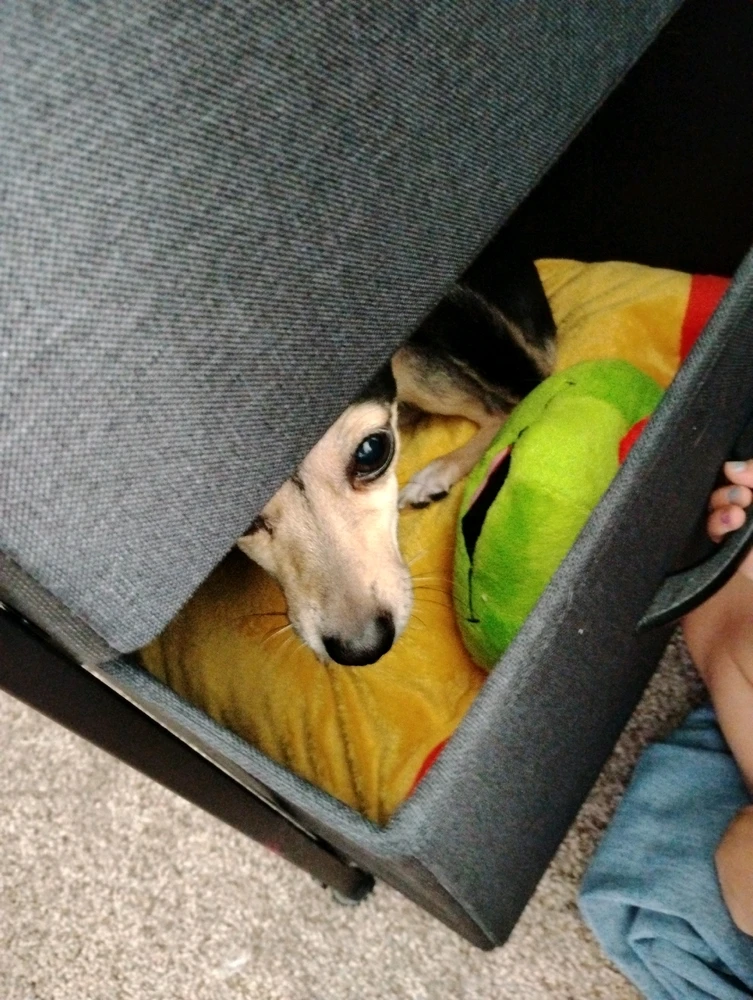 RayoがアップロードしたGIF